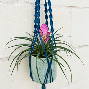 Philodendron Plant Hanger